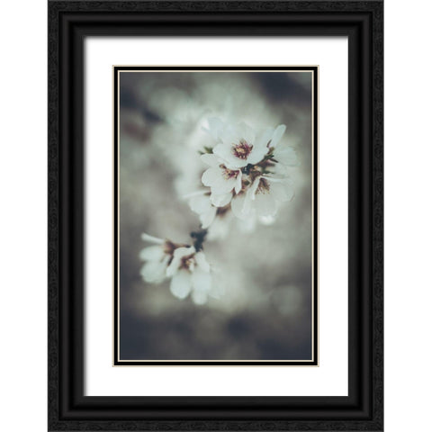 Almond Blossoms Black Ornate Wood Framed Art Print with Double Matting by Mossholder, Tim