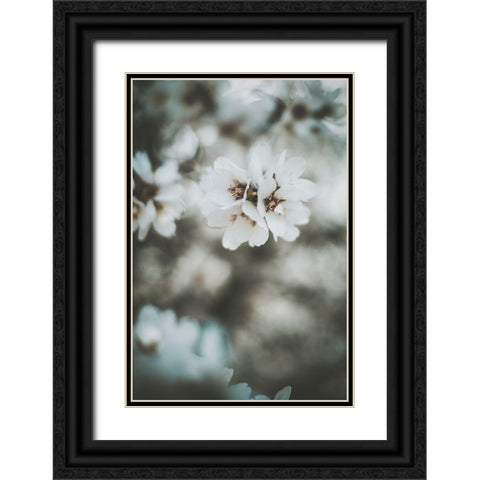 Almond Blossoms Black Ornate Wood Framed Art Print with Double Matting by Mossholder, Tim