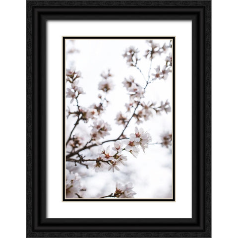 Almond Blossoms Black Ornate Wood Framed Art Print with Double Matting by Mossholder, Tim
