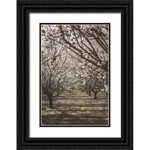 Almond Orchard Black Ornate Wood Framed Art Print with Double Matting by Mossholder, Tim