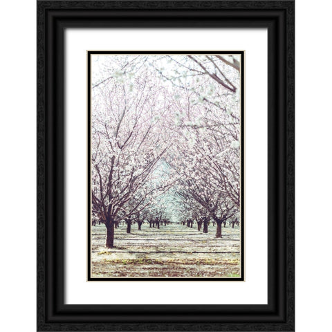 Almond Orchard Black Ornate Wood Framed Art Print with Double Matting by Mossholder, Tim
