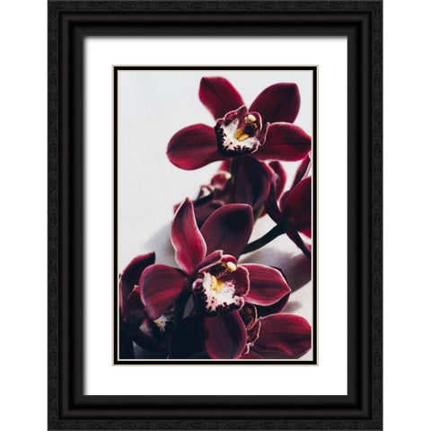 Velvet Orchid Black Ornate Wood Framed Art Print with Double Matting by Sawall, Anastasia