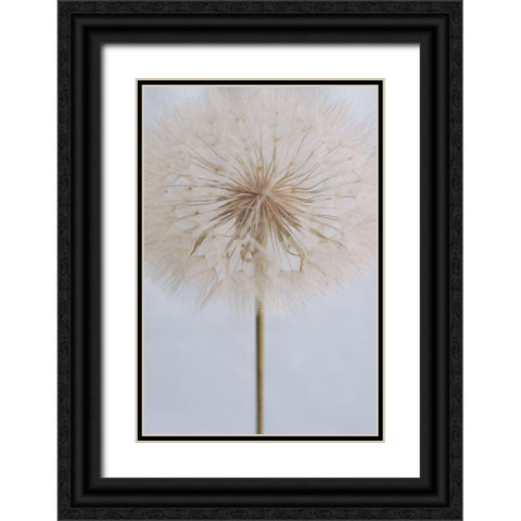 Delicate Dandelion Black Ornate Wood Framed Art Print with Double Matting by Sawall, Anastasia