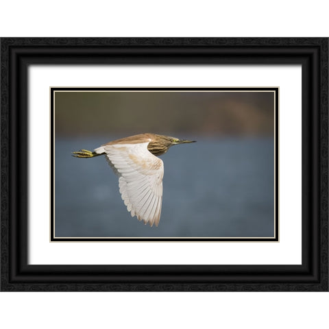 Wings Black Ornate Wood Framed Art Print with Double Matting by Zaeitar, Ahmed