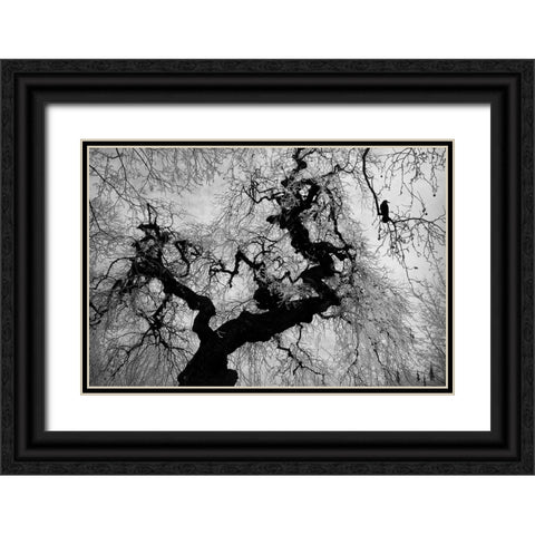 if on a winters day Black Ornate Wood Framed Art Print with Double Matting by Gabor, Nicoleta