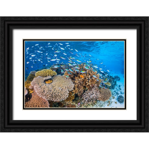 Maji Islet Reef Black Ornate Wood Framed Art Print with Double Matting by Gabriel, Barathieu
