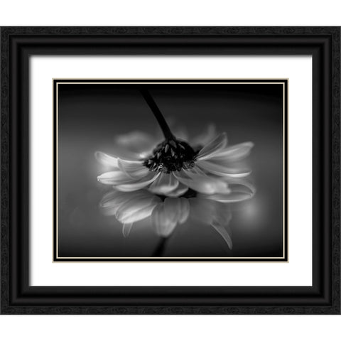 Little daisy Black Ornate Wood Framed Art Print with Double Matting by Albanese, Manuela