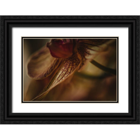 Botanical Series - Orchid 1/2 Black Ornate Wood Framed Art Print with Double Matting by Elijas, Eva