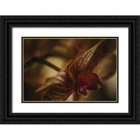Botanical Series - Orchid 2/2 Black Ornate Wood Framed Art Print with Double Matting by Elijas, Eva
