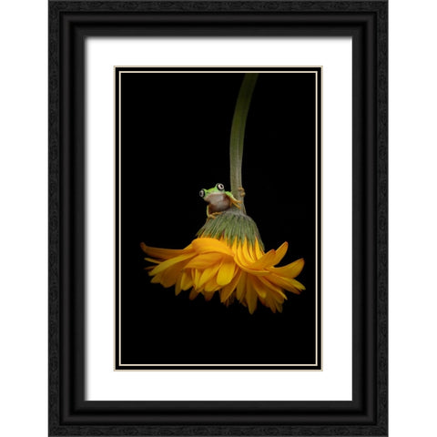 The Lemur Tree Frog and the Gerbera Black Ornate Wood Framed Art Print with Double Matting by D Lester, Linda