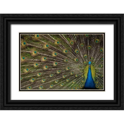 Wild Beauty Black Ornate Wood Framed Art Print with Double Matting by Hunt, Debbie