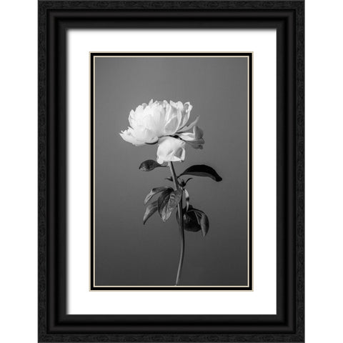 Peony BW Black Ornate Wood Framed Art Print with Double Matting by 1x Studio III