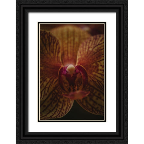 Botanical Series - Orchid Up Close a Personal Black Ornate Wood Framed Art Print with Double Matting by Elijas, Eva