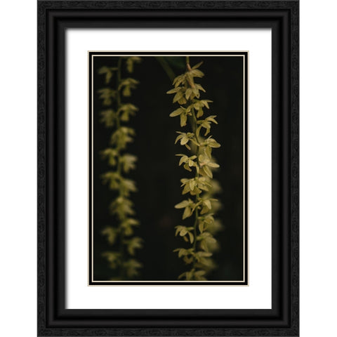 Botanical Series - Small Yellow Blossoms Black Ornate Wood Framed Art Print with Double Matting by Elijas, Eva