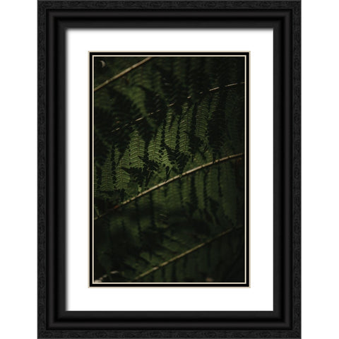Botanical Series - Fern 2/2 Black Ornate Wood Framed Art Print with Double Matting by Elijas, Eva