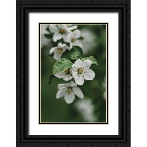 Spring Series - Apple Blossoms in the Rain 4/12 Black Ornate Wood Framed Art Print with Double Matting by Elijas, Eva