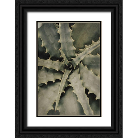 Aloe_002 Black Ornate Wood Framed Art Print with Double Matting by 1x Studio III