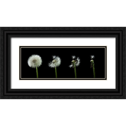 dandelion flower sequenz Black Ornate Wood Framed Art Print with Double Matting by Alicke, Bjoern