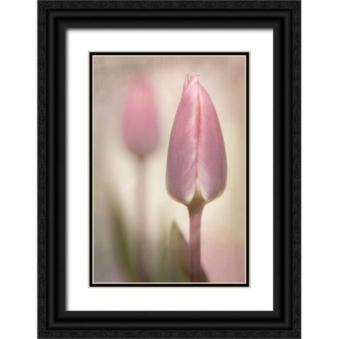 Pink Tulips Black Ornate Wood Framed Art Print with Double Matting by Williams, Sharon