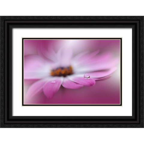 Celebration Of Life.. Black Ornate Wood Framed Art Print with Double Matting by Nan, Juliana
