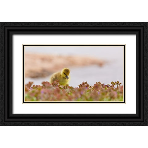 waters edge Black Ornate Wood Framed Art Print with Double Matting by Williams, Stuart