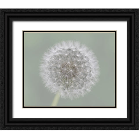 Dandelion Seedball Black Ornate Wood Framed Art Print with Double Matting by Fischer, Mirjam