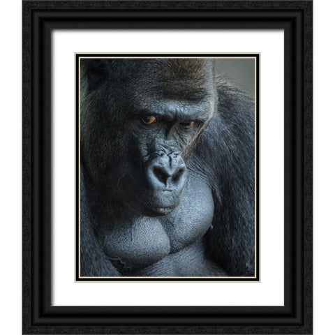 Unhappy Gorilla Black Ornate Wood Framed Art Print with Double Matting by Mugg, Bill