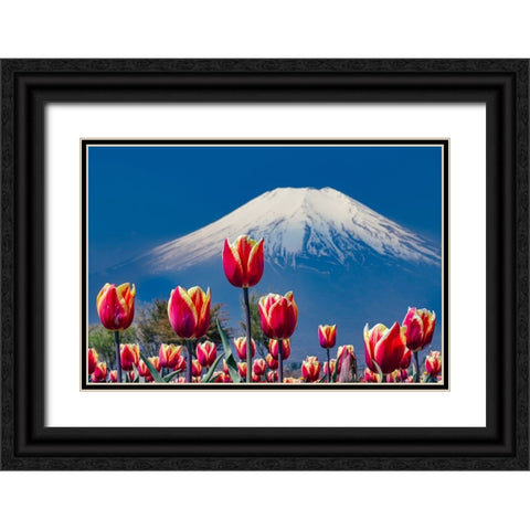Tulips and Mt. Fuji Black Ornate Wood Framed Art Print with Double Matting by Sirou.Minami