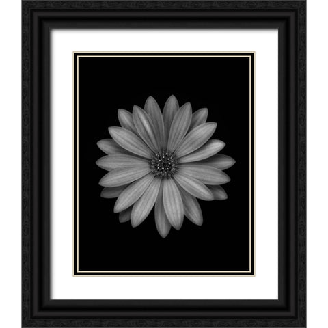 Osteospermum Black Ornate Wood Framed Art Print with Double Matting by Gronkjar, Lotte