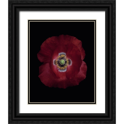 Red poppy Black Ornate Wood Framed Art Print with Double Matting by Gronkjar, Lotte