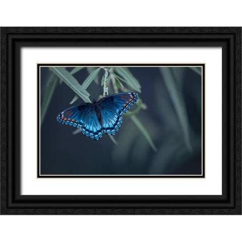 Butterfly Black Ornate Wood Framed Art Print with Double Matting by Deng, Ivy