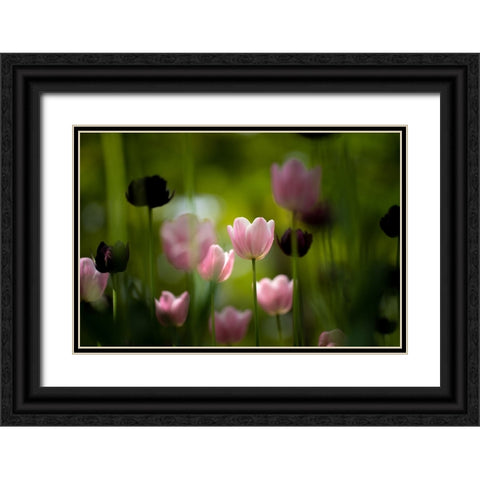 Tulips Black Ornate Wood Framed Art Print with Double Matting by Kazumasa, Kondou