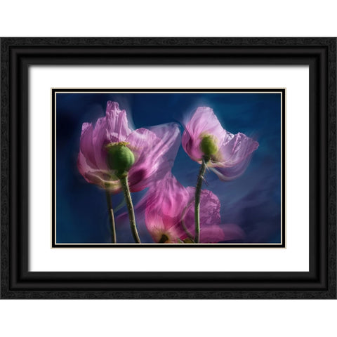 Poppies by the wayside Black Ornate Wood Framed Art Print with Double Matting by Ruckert, Stephan