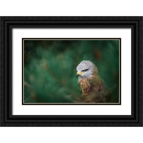 The Black Kite (Milvus Migrans) Black Ornate Wood Framed Art Print with Double Matting by Rozehnal, Jan