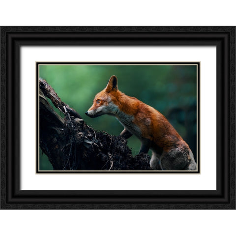Red fox on patrol Black Ornate Wood Framed Art Print with Double Matting by Furch, Lukas