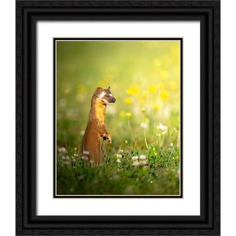 The ElusIVe Long Tailed Weasel With Eyes Closed Black Ornate Wood Framed Art Print with Double Matting by Karthik