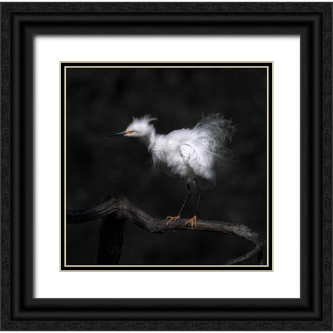 Show Off Breeding Plumage Black Ornate Wood Framed Art Print with Double Matting by Tseng, Judy
