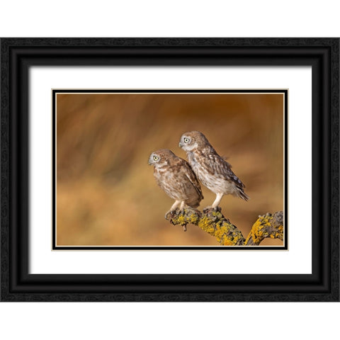 Profile Of Pair Black Ornate Wood Framed Art Print with Double Matting by Waldmann, Shlomo