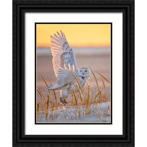 Snowy Owl Black Ornate Wood Framed Art Print with Double Matting by Huang, Tao