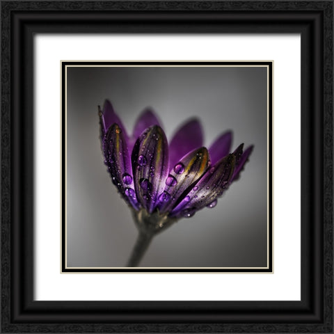 Broad-Leaved Anemone Black Ornate Wood Framed Art Print with Double Matting by Wilson, Francis