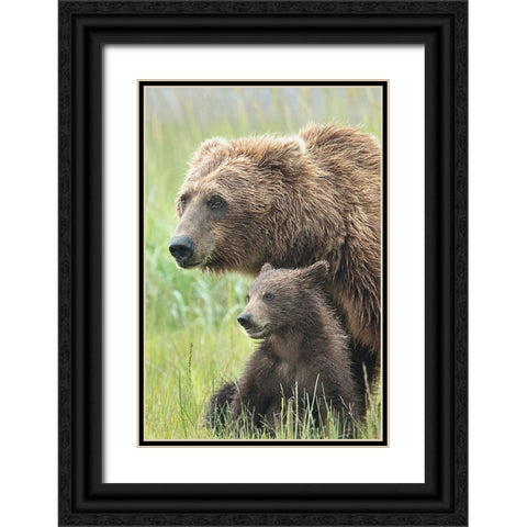 Momma Bear and Cub Portrait Black Ornate Wood Framed Art Print with Double Matting by D Lester, Linda