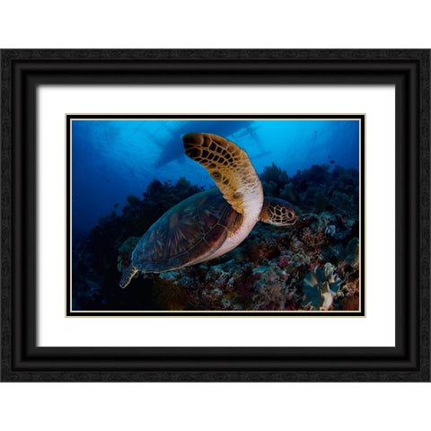Green Sea Turtle Black Ornate Wood Framed Art Print with Double Matting by Y Lin, Ryan