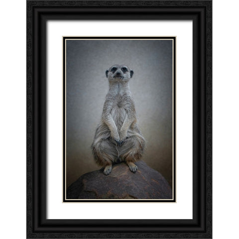 Suricata Suricatta - Sentinel Of The Desert Black Ornate Wood Framed Art Print with Double Matting by Guillemot, Mathilde