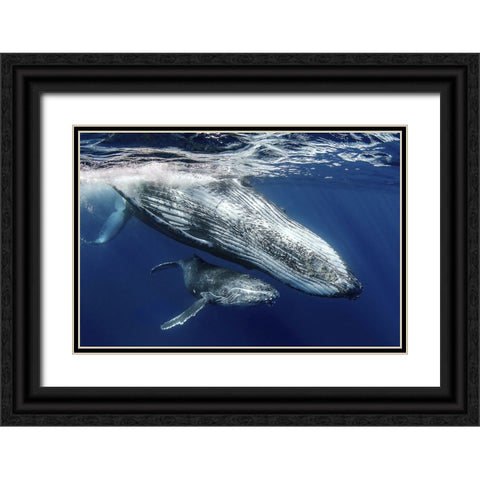 Humpback Whales Black Ornate Wood Framed Art Print with Double Matting by Peneau, Cedric