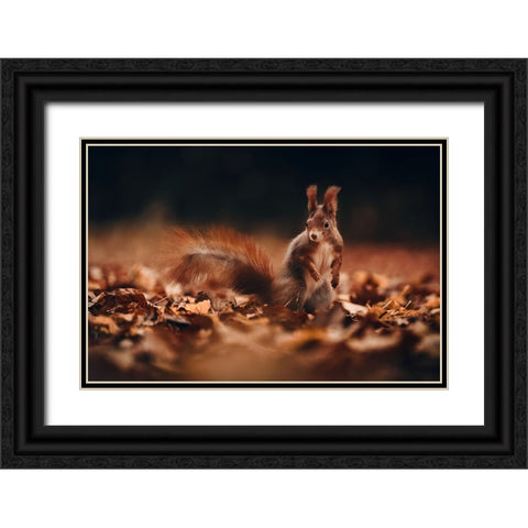 Red Squirrel (Sciurus Vulgaris) Black Ornate Wood Framed Art Print with Double Matting by Furch, Lukas
