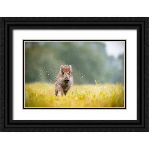 The Wild Boar (Sus Scrofa) Black Ornate Wood Framed Art Print with Double Matting by Rozehnal, Jan