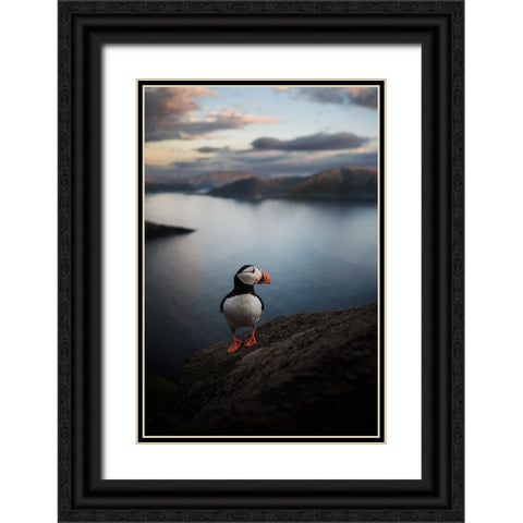 A Puffin With A View Black Ornate Wood Framed Art Print with Double Matting by Renmyr, Magnus