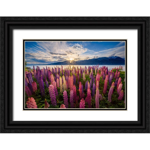 Lupins lakeside Black Ornate Wood Framed Art Print with Double Matting by Zhen Yu, James