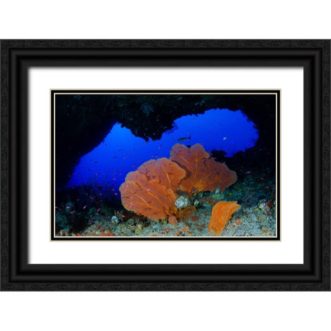 Red Sea Fan Black Ornate Wood Framed Art Print with Double Matting by Y Lin, Ryan