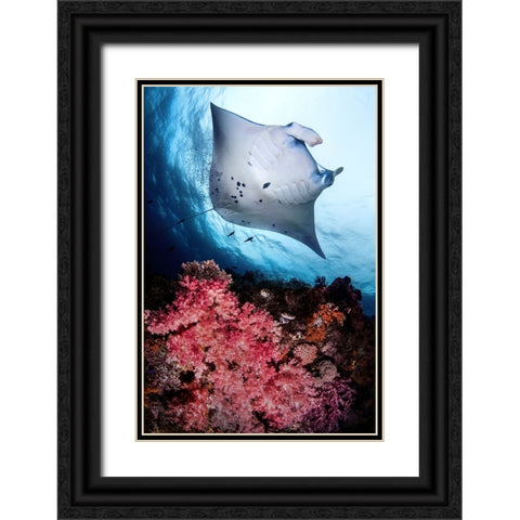 Manta and reef Black Ornate Wood Framed Art Print with Double Matting by Peneau, Cedric